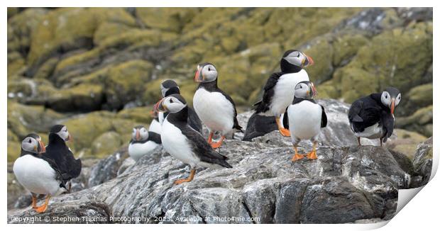 Farne Isles' Puffin Symphony Print by Stephen Thomas Photography 