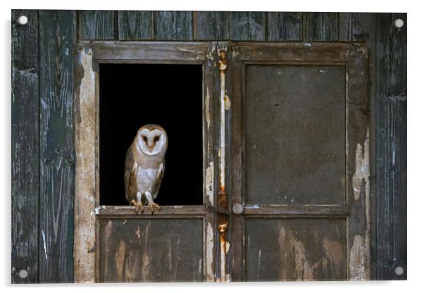 Barn Owl in Shed Acrylic by Arterra 