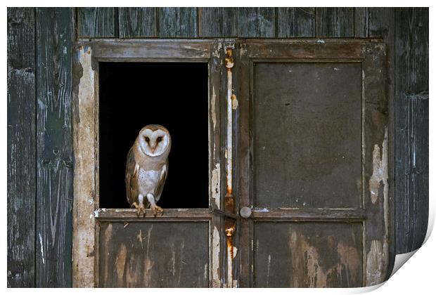 Barn Owl in Shed Print by Arterra 