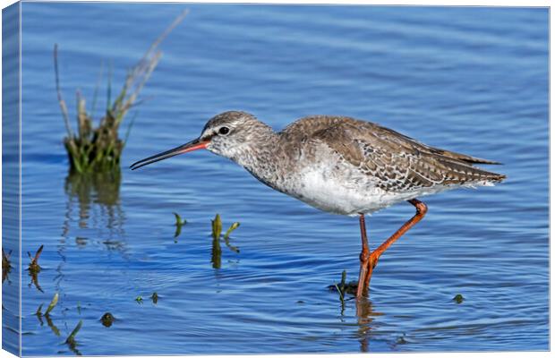 Spotted Redshank Canvas Print by Arterra 