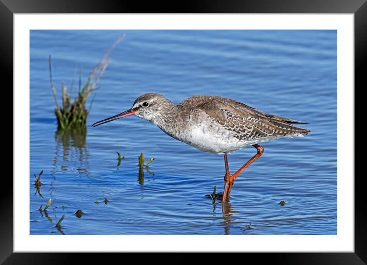 Spotted Redshank Framed Mounted Print by Arterra 