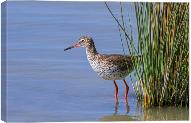 Common Redshank Canvas Print by Arterra 