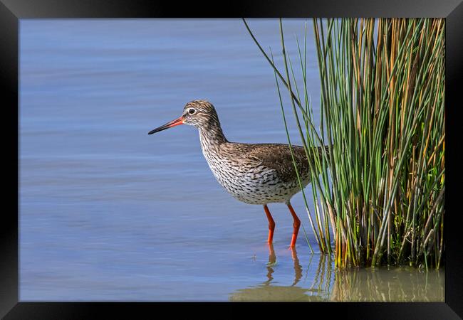 Common Redshank Framed Print by Arterra 