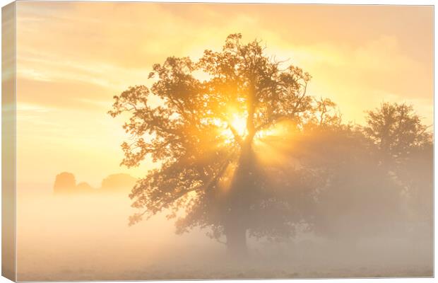 English Oak Tree at Sunrise Canvas Print by Arterra 