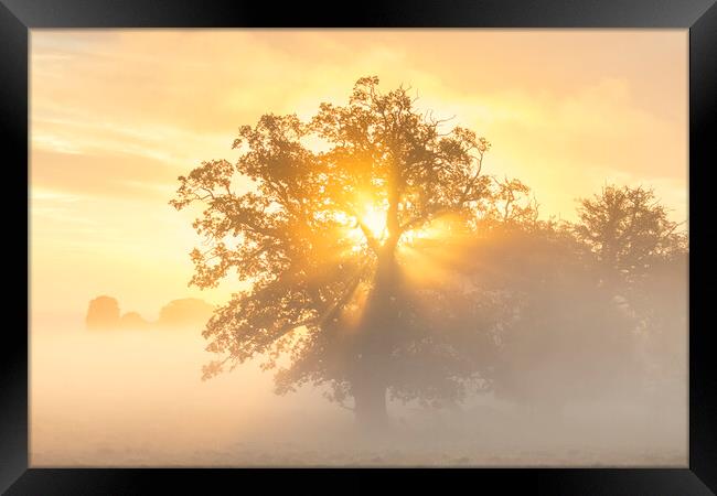 English Oak Tree at Sunrise Framed Print by Arterra 