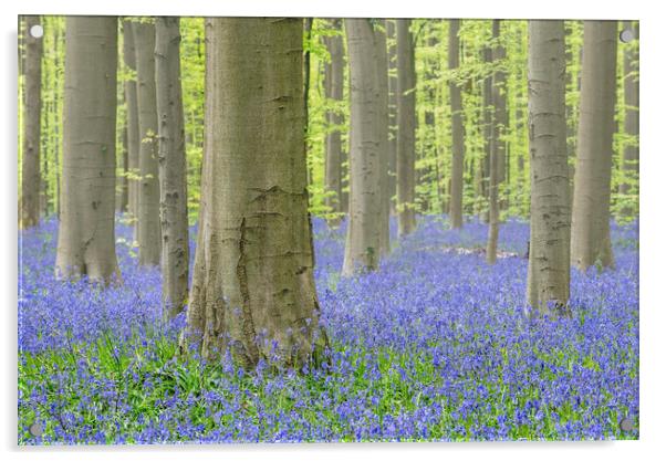 Bluebells in Beech Forest Acrylic by Arterra 