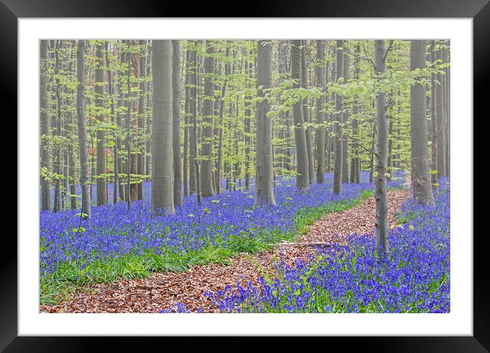 Forest Path in Bluebell Woodland Framed Mounted Print by Arterra 
