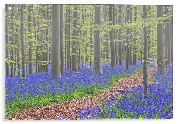 Forest Path in Bluebell Woodland Acrylic by Arterra 