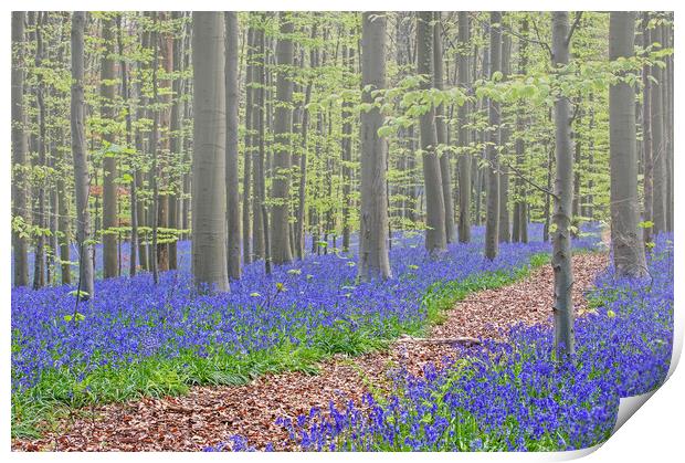 Forest Path in Bluebell Woodland Print by Arterra 