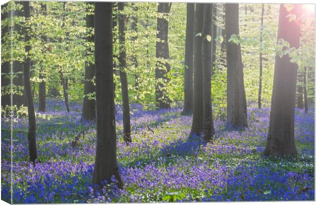 Bluebells in Beech Forest at Dawn Canvas Print by Arterra 