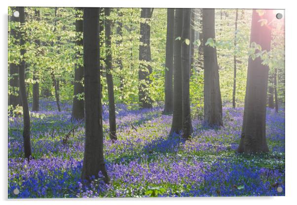 Bluebells in Beech Forest at Dawn Acrylic by Arterra 