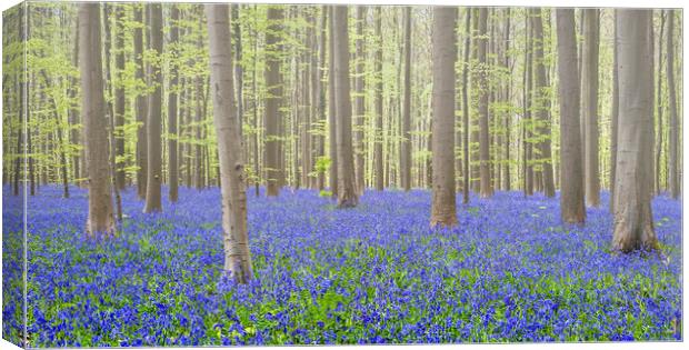 Bluebells in Beech Forest in Spring Canvas Print by Arterra 