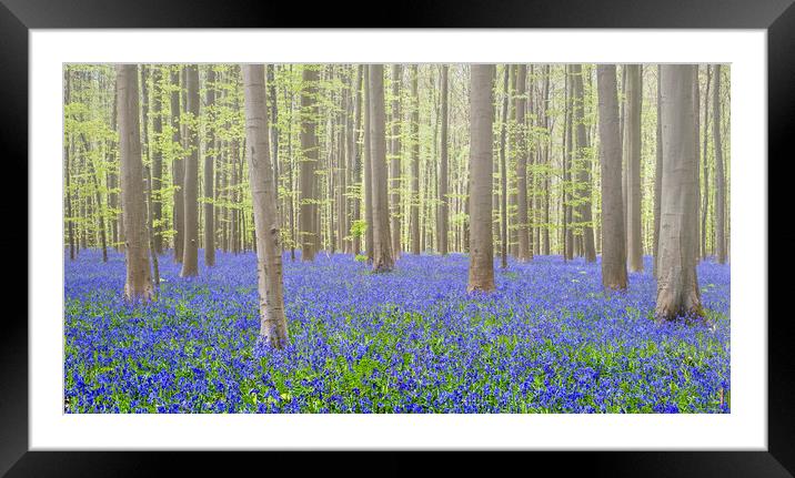 Bluebells in Beech Forest in Spring Framed Mounted Print by Arterra 