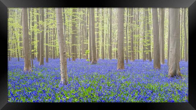 Bluebells in Beech Forest in Spring Framed Print by Arterra 