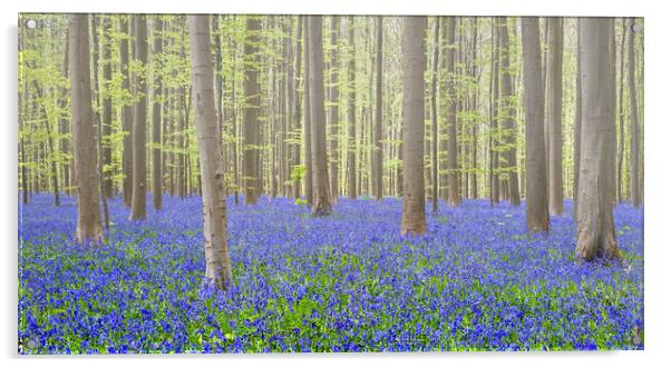Bluebells in Beech Forest in Spring Acrylic by Arterra 