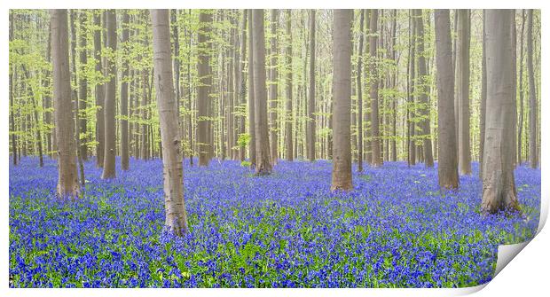 Bluebells in Beech Forest in Spring Print by Arterra 