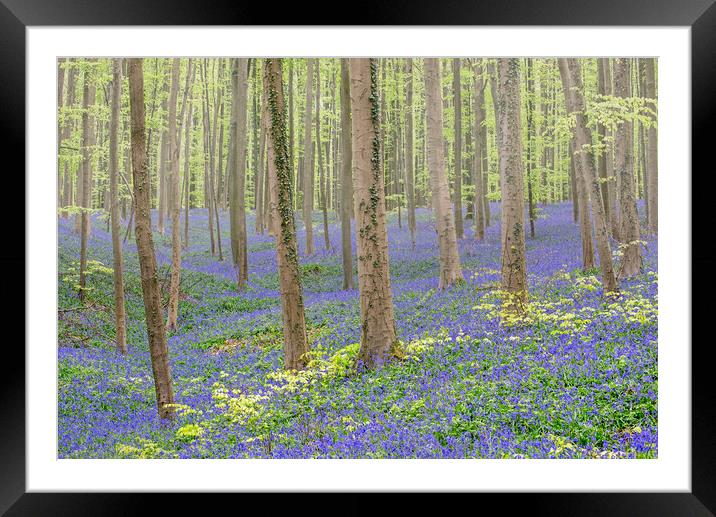 Bluebell Flowers in Beech Forest Framed Mounted Print by Arterra 