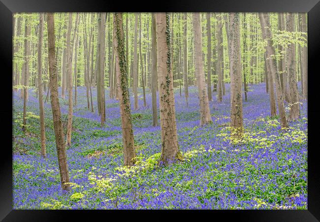 Bluebell Flowers in Beech Forest Framed Print by Arterra 