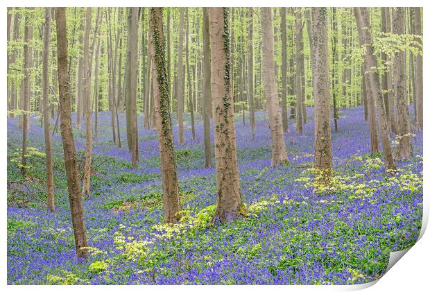 Bluebell Flowers in Beech Forest Print by Arterra 