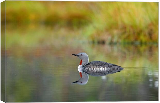 Red-Throated Diver Canvas Print by Arterra 