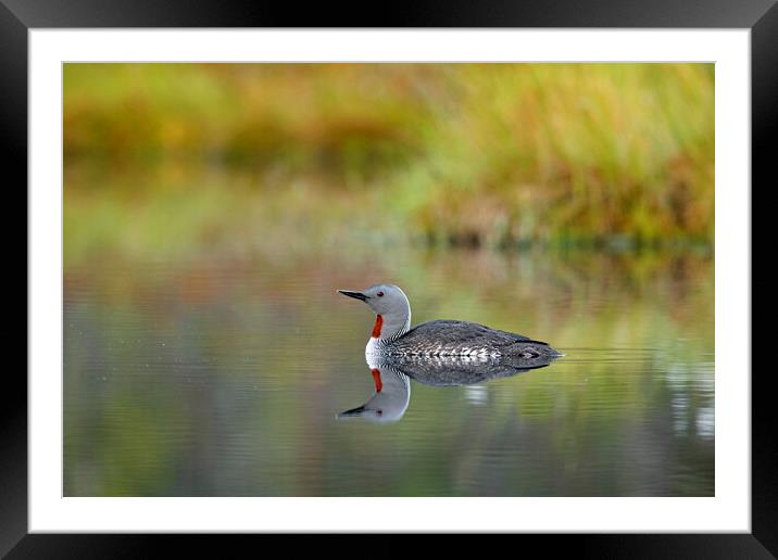 Red-Throated Diver Framed Mounted Print by Arterra 