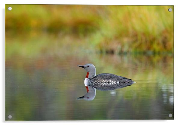 Red-Throated Diver Acrylic by Arterra 