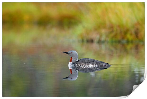 Red-Throated Diver Print by Arterra 