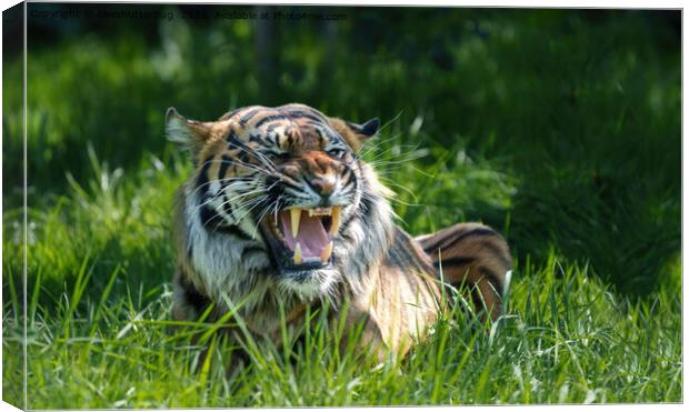 The Fierce Roar of a Sumatran Tiger Canvas Print by rawshutterbug 