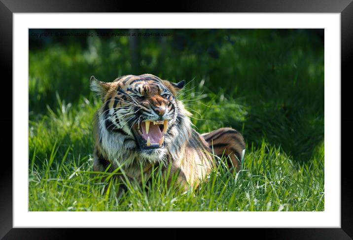 The Fierce Roar of a Sumatran Tiger Framed Mounted Print by rawshutterbug 