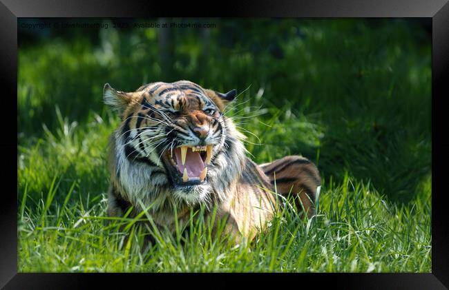 The Fierce Roar of a Sumatran Tiger Framed Print by rawshutterbug 