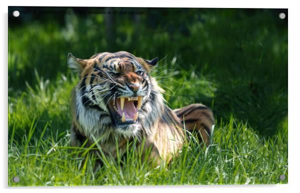 The Fierce Roar of a Sumatran Tiger Acrylic by rawshutterbug 