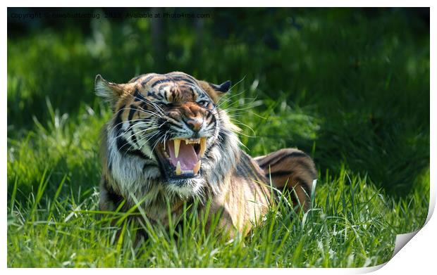 The Fierce Roar of a Sumatran Tiger Print by rawshutterbug 