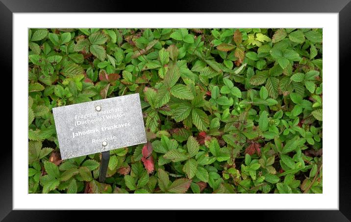 Medicinal herb. Fragaria moschata, outdoor plants Framed Mounted Print by Irena Chlubna