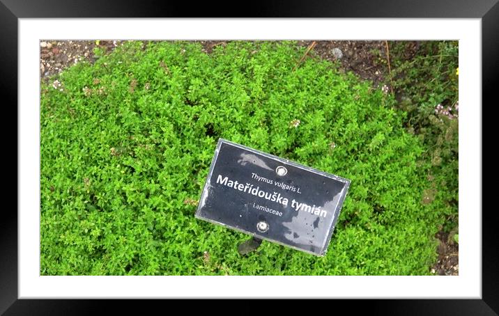 Twigs of fresh thyme, Thymus Vulgaris, perennial fragranced foliage and herb, in aromatic gardens in natural daylight Framed Mounted Print by Irena Chlubna