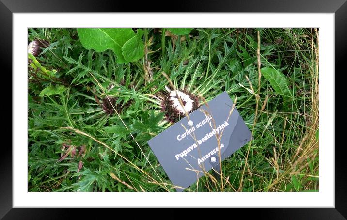 Carlina acaulis is a perennial dicotyledonous flowering plant. Medicinal herb. Framed Mounted Print by Irena Chlubna