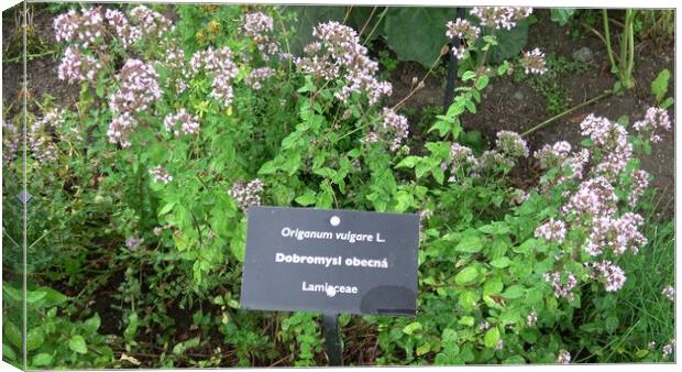 Botanical collection of medicinal and edible plants, blossom of aromatic oregano or origanum vulgare kitchen herb Canvas Print by Irena Chlubna