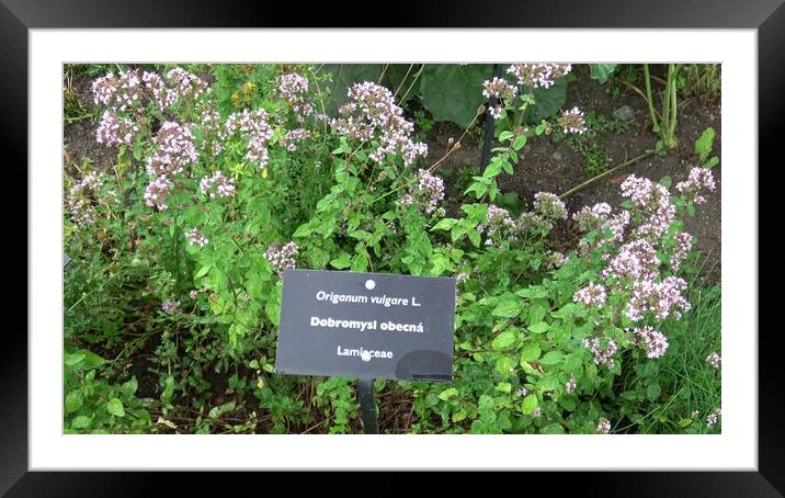 Botanical collection of medicinal and edible plants, blossom of aromatic oregano or origanum vulgare kitchen herb Framed Mounted Print by Irena Chlubna
