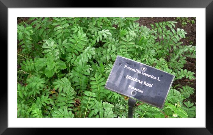Herbaceous plant silverweed named potentilla anserina or argentina anserina Framed Mounted Print by Irena Chlubna