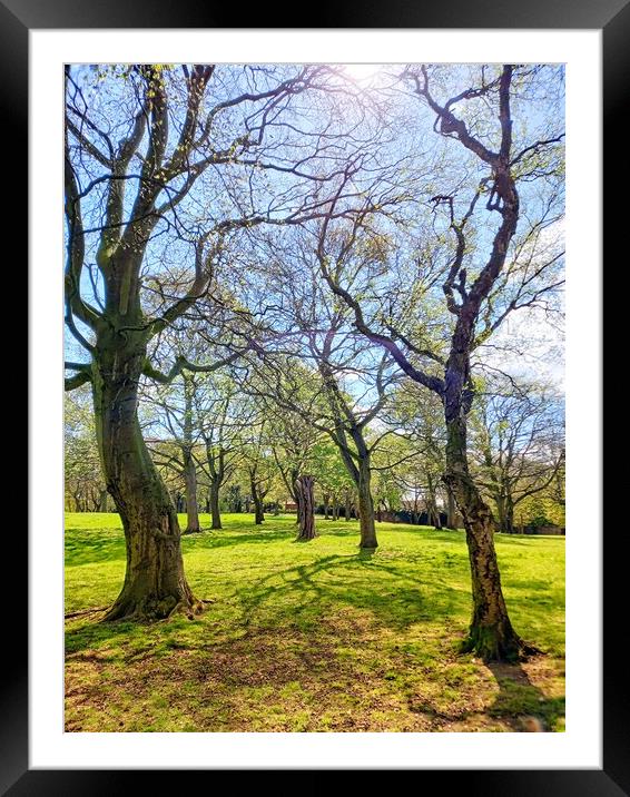 Perspective of trees and shadows Framed Mounted Print by Peter Lewis