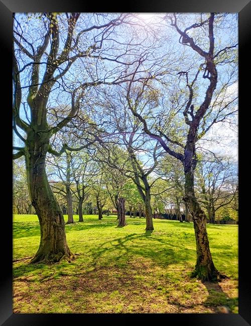 Perspective of trees and shadows Framed Print by Peter Lewis