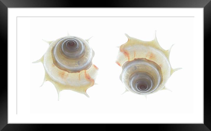 spiral seashells 2 Framed Mounted Print by Heather Newton