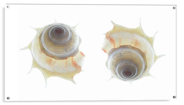 spiral seashells 2 Acrylic by Heather Newton