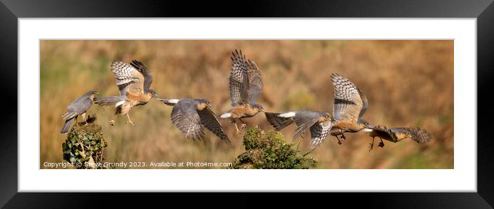 Majestic Flight of the Sparrowhawk Framed Mounted Print by Steve Grundy