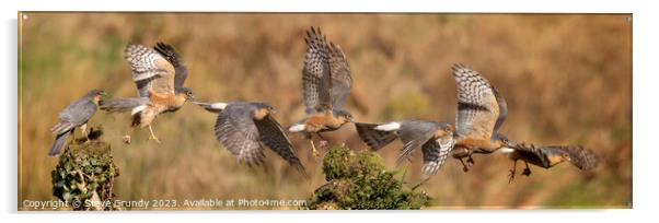 Majestic Flight of the Sparrowhawk Acrylic by Steve Grundy