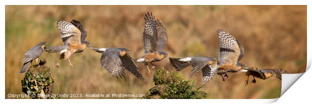 Majestic Flight of the Sparrowhawk Print by Steve Grundy