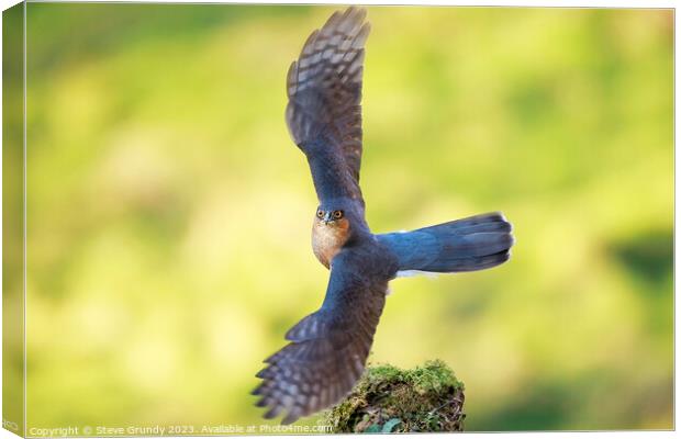 Majestic Sparrowhawk Take Off Canvas Print by Steve Grundy