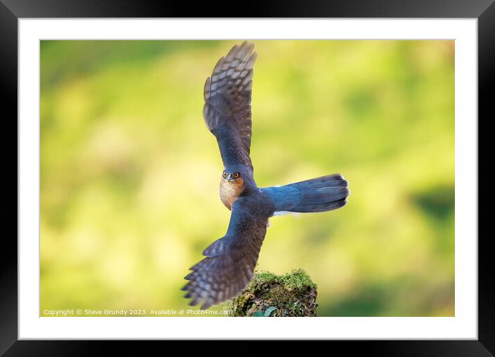Majestic Sparrowhawk Take Off Framed Mounted Print by Steve Grundy