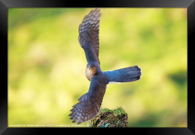 Majestic Sparrowhawk Take Off Framed Print by Steve Grundy