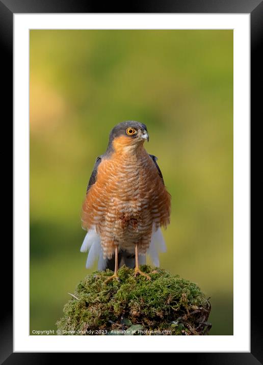Regal Sparrowhawk in Scottish Woodland Framed Mounted Print by Steve Grundy