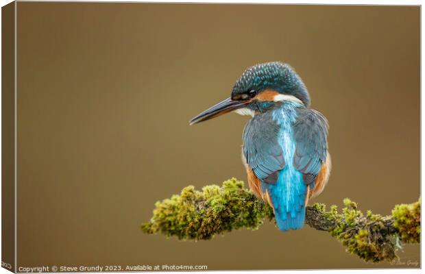Inquisitive Young Kingfisher  Canvas Print by Steve Grundy